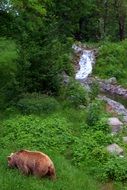 brown Bear near brook