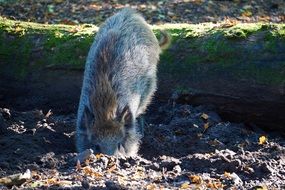 wild boar in a natural environment in the forest