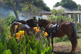 horses near a flower bed