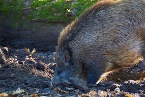 wild boar in a natural environment close-up