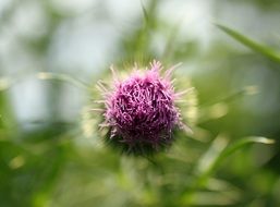 thistle beauty