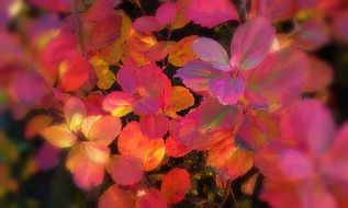 fresh blooming pink Bush