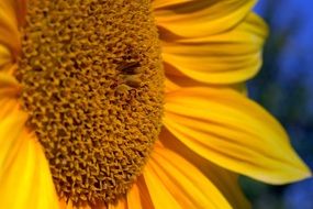 sunflower like a bright flower