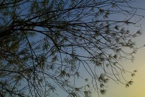 green tree against the evening sky