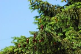 Bright green tree in the spring