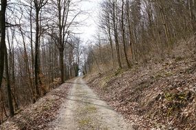 trail through the forest in spring in Germany