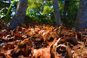 brown autumn foliage in sunny forest close-up