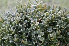 Winter Frost Shrubs