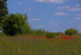 red flowers in summer field