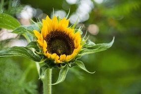 half open yellow Sunflower