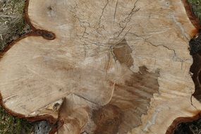 tree with annual rings close up