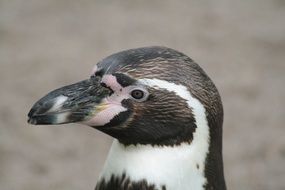 penguin head close up