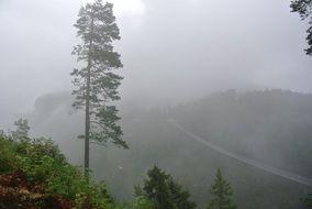 Forest Bridge Fog Gloomy Trees