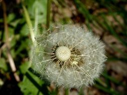 delightful delicate beauty Dandelion