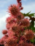pink thorny flowers