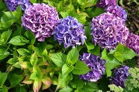 bush of purple hydrangea