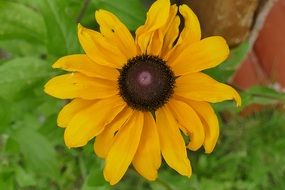 sunny flower close-up
