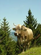 big cow in a Switerland forest