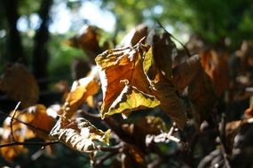 foliage on a forest litter in the colors of autumn
