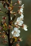 branch with white flowering in spring closeup