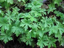 Geranium Leaf