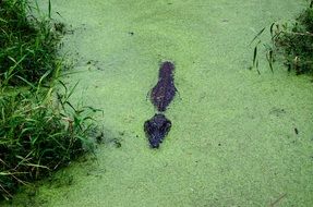 alligator in Alabama