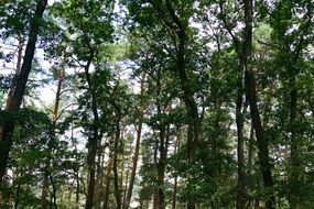 romantic green forest