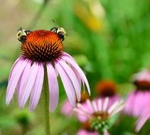 pink Cone Flower with bees macro