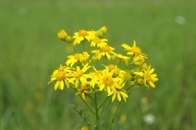 yellow flowers on a background of green field