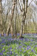 thickets of blue bells in the spring forest