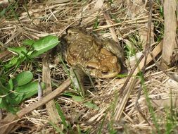 frog in the dry grass near the pond