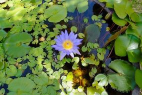 blue water lily on the pond