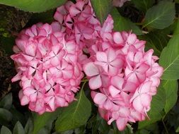 lush flowers of hydrangea on a bush close-up