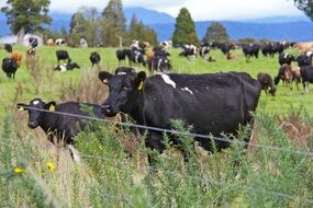 New Zealand cow farm scenery