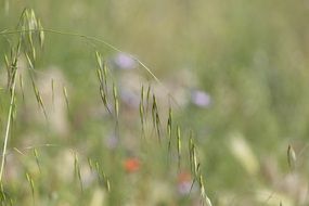 blade of grass in a meadow on a blurry background close-up