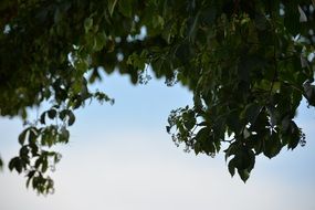 green tree branches in a garden in spring