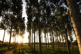 bright sunset in the trees