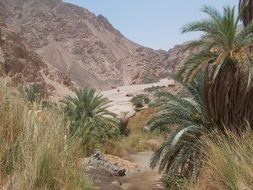 palm trees in oasis
