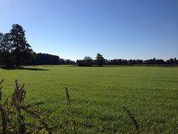 Meadow in front of forest at summer, germany, Westfalen