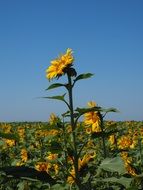 field with large sunflowers