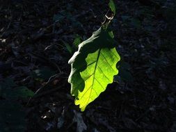 green oak leaf in the sun