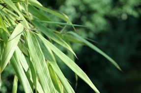 Reed Leaves closeup