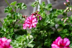 green bush with pink geraniums in the garden