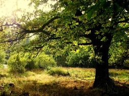 aesthetic oak in the forest