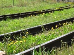 tall green grass along the rail