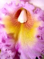 Bright violent yellow Orchid Flower