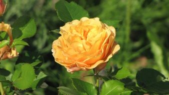 delightful Ranunculus Flower