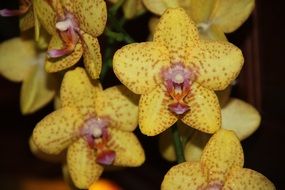 beautiful Orchid Yellow Flower macro