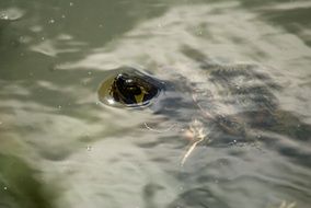 Turtle Waterpolo