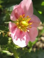 pink strawberry flower in profile closeup